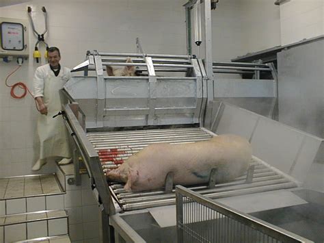 Pig slaughter lines, supply of live pigs, scalding, dehairing and washing. . Slaughtering process of pigs
